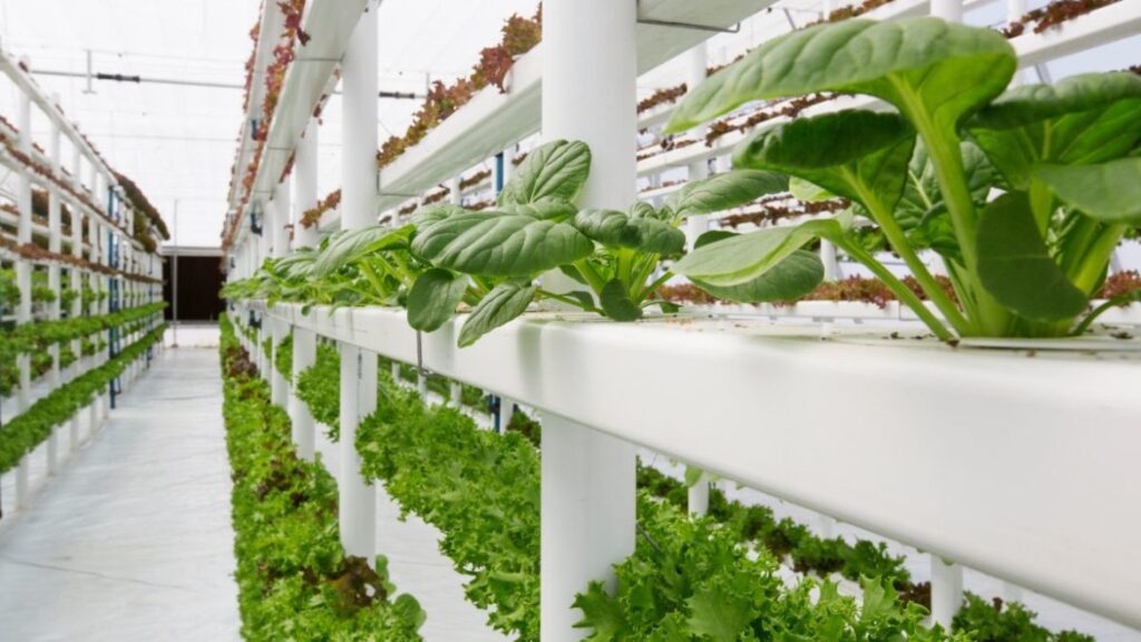 Hydroponics Farms