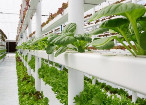 Hydroponics Farms