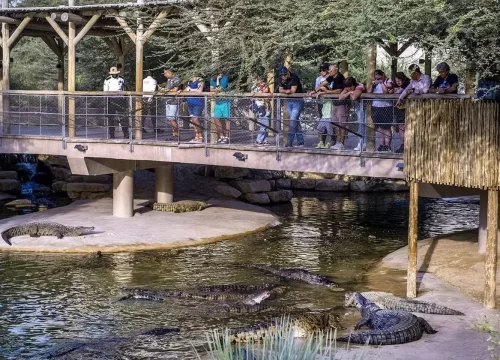 Dubai Crocodile Park